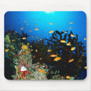 Große Gruppe MeerGoldie Fischschwimmen Mousepad
