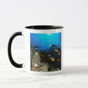 Große Gruppe MeerGoldie Fischschwimmen Tasse