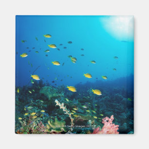 Große Gruppe Ocellated orange Fischschwimmen Magnet