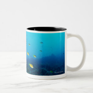 Große Gruppe Ocellated orange Fischschwimmen Zweifarbige Tasse