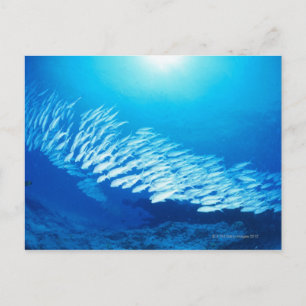 Große Gruppe von Yellowfin-Ziegenfischen schwimmen Postkarte