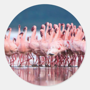 Große Gruppe von Zwergflamingos Runder Aufkleber