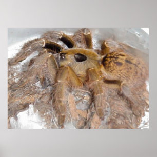 Große Horn-Pavian-Spinne Poster