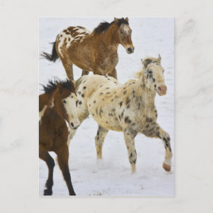 Große Hornberge, Pferde, die im Schnee laufen Postkarte