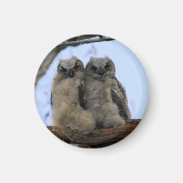 Große Horned Owl Chicks - Magnet