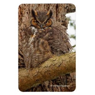 Große Horned Owl im Douglas Fir Magnet