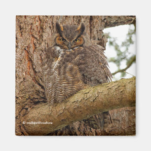 Große Horned Owl im Douglas Fir Magnet
