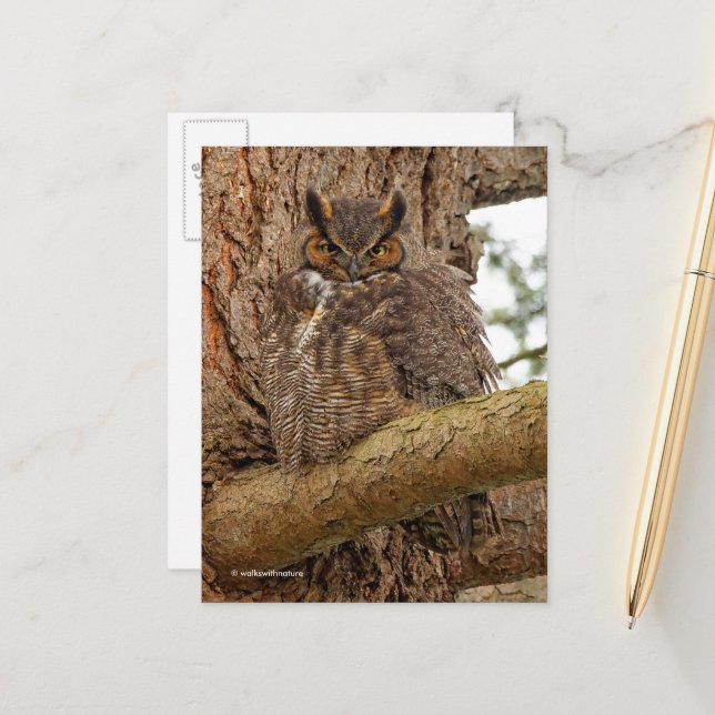 Große Horned Owl im Douglas Fir Postkarte (Vorderseite/Rückseite Beispiel)