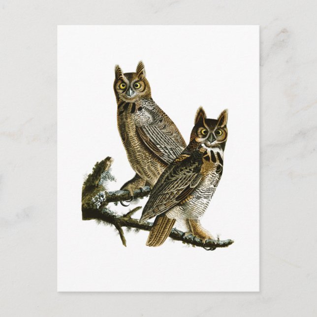 Große Horned Owl John Audubon Birds of America Postkarte (Vorderseite)