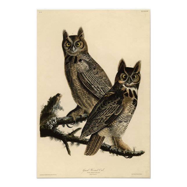 Große Horned Owl von Audubons Vögeln von Amerika Fotodruck (Vorne)