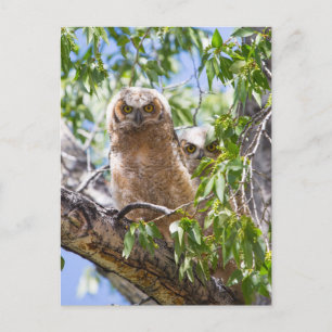 Große Horned Owlets in einem Baum-Foto Postkarte