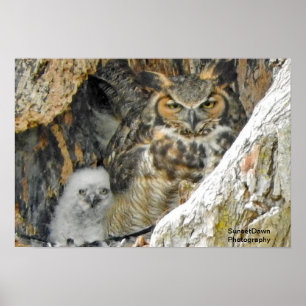 Große Hornhaut mit Owlet Poster