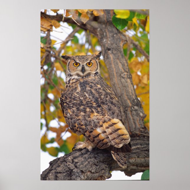 Große Hornhühner, Bubo virginianus, nativ zu Poster (Vorne)