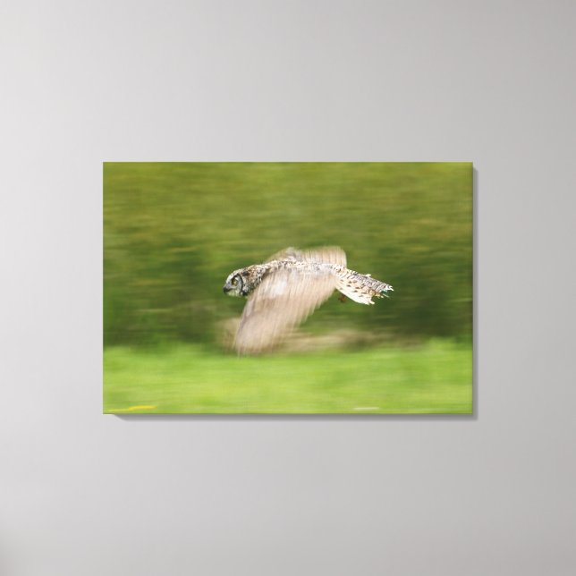 Große Hornschale (Bubo virginianus) Leinwanddruck (Vorderseite)