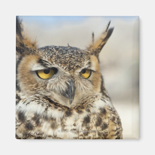Große Hornschale (Bubo virginianus) Magnet (Vorne)