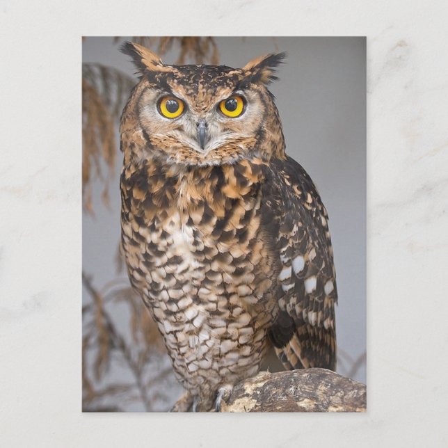 Große Hornschale (Bubo virginianus) Postkarte (Vorderseite)