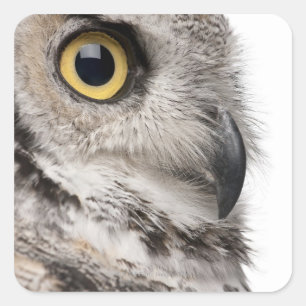 Große Hornschale - Bubo Virginianus Subarcticus Quadratischer Aufkleber