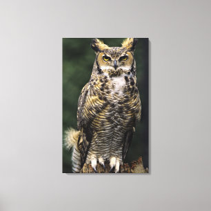 Große Hornschale (Bubo virginianus), Vollkörper Leinwanddruck