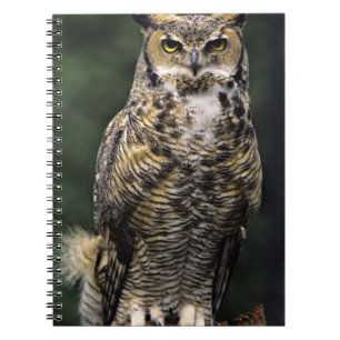 Große Hornschale (Bubo virginianus), Vollkörper Notizblock