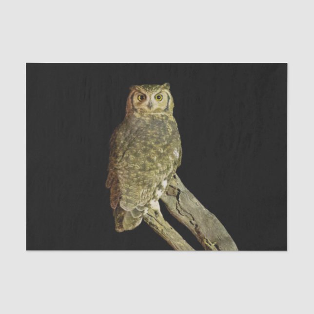 Große Hornschale in der Nacht Seidenpapier (Vorderseite)
