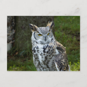 Große Hornschale Postkarte