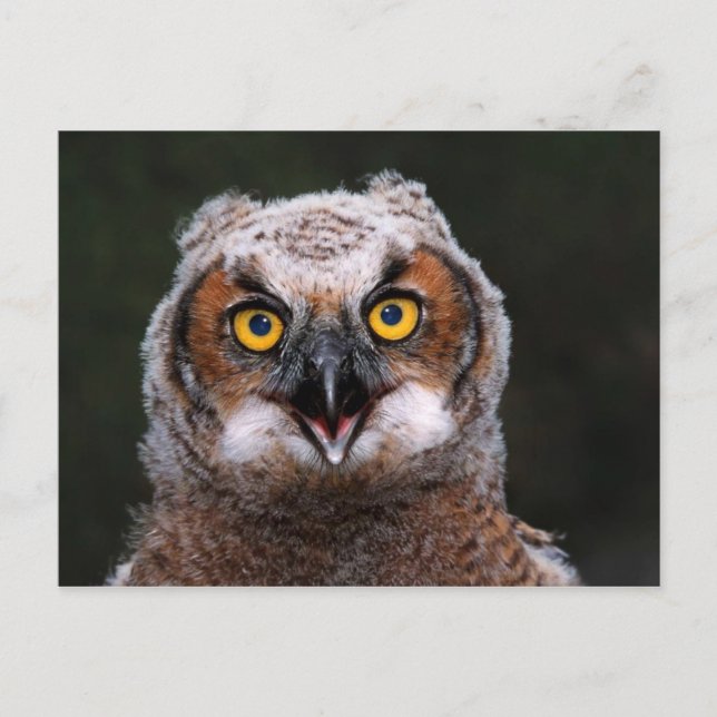 Große Hornschale Postkarte (Vorderseite)
