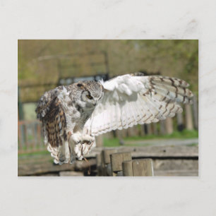 Große Hornschüssel Fliegen 4 Postkarte