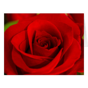 Große Karte weiche Rote Roseromantische Valentine