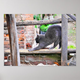 Große Katze, die sich unter warmen Sonnenstrahlen  Poster