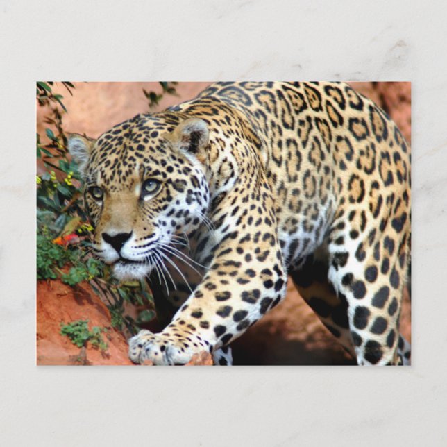 Große Katzen - 10 Postkarte (Vorderseite)