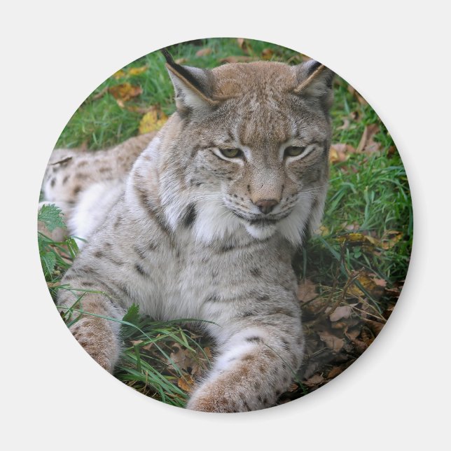 Große Katzen - 11 Magnet (Vorne)