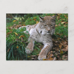 Große Katzen - 11 Postkarte