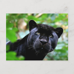 Große Katzen - 4 Postkarte