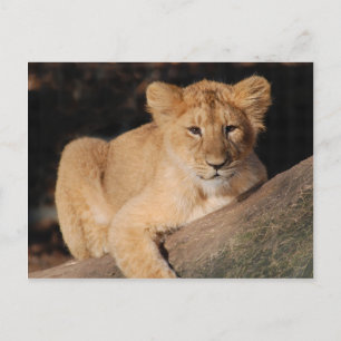 Große Katzen - 8 Postkarte