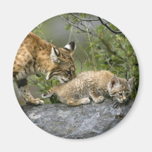 Große Katzen - 9 Magnet