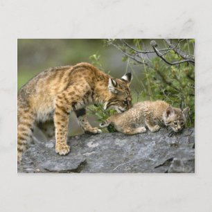 Große Katzen - 9 Postkarte