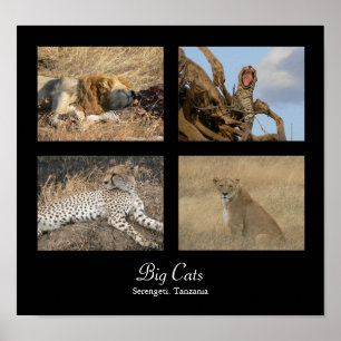 Große Katzen - Serengeti, Tansania-Plakat Poster