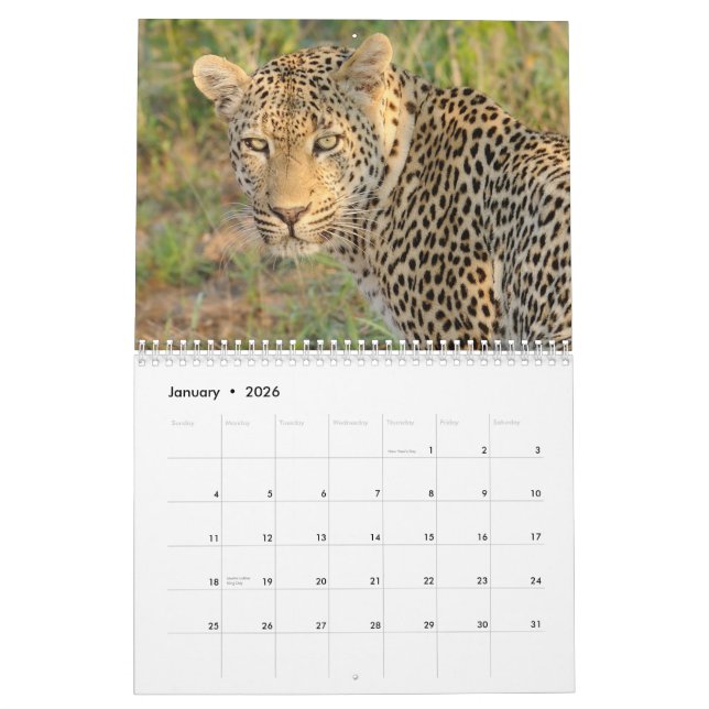 Große Katzen von Südafrika-Kalender Kalender (Jan 2026)
