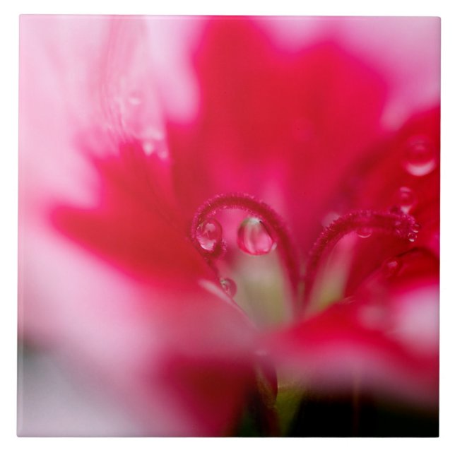 Große Keramik-Foto-Fliese "gefangen " Fliese (Vorderseite)