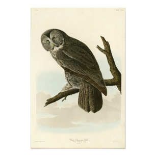 Große krummige Schale von Audubon Vögeln in Amerik Fotodruck
