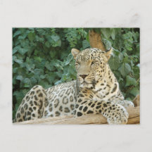Große Leoparden, die auf einem Baumprotokoll stehe