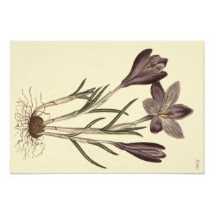 Große Lila Frühlingskrokus Botanische Illustration Fotodruck