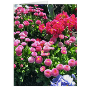 Grosse maman de jardin rose