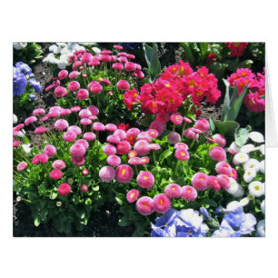 Grosse maman de jardin rose