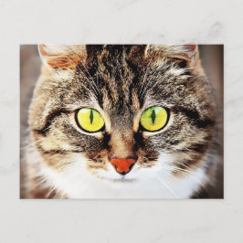 Große mit Augen niedliche Katzenportraits Postkarte