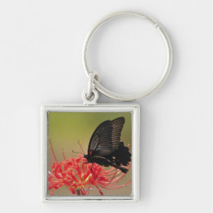 Große Mormone (Papilio memnon) auf Blume, Chiba Schlüsselanhänger