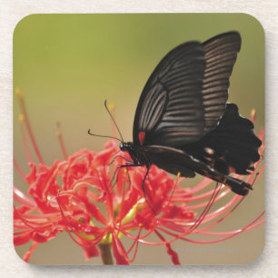 Große Mormone (Papilio memnon) auf Blume, Chiba Untersetzer