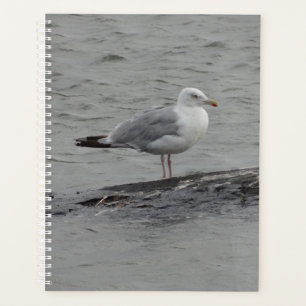 Große Möwe Planer