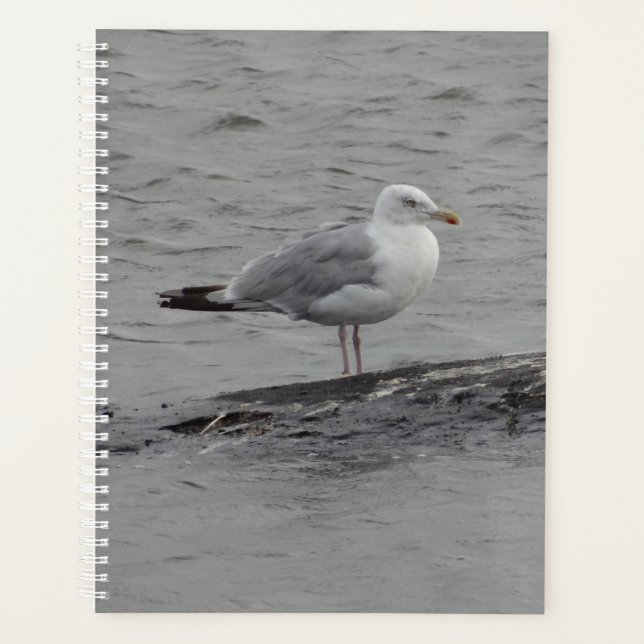 Große Möwe Planer (Vorderseite)