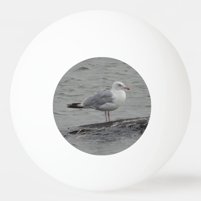 Große Möwe Tischtennisball (Vorderseite)
